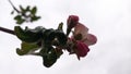 Apple flowers. Branches of an apple-tree. Photo without retouching Royalty Free Stock Photo