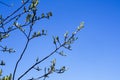 Blooming buds on a branch on a blue sky