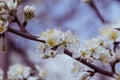 Blooming buds of fruit tree blossom Royalty Free Stock Photo