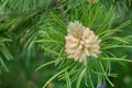 Blooming buds of pine cones