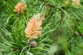 Blooming buds of pine cones