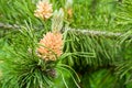 Blooming buds of pine cones