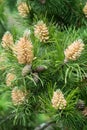 Blooming buds of pine cones