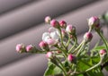 blooming buds and pink flowers of an apple tree on the background of a beige wooden wall. Royalty Free Stock Photo