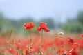 Blooming buds of scarlet poppies close-up. Poppy field with red flowers, blurred background Royalty Free Stock Photo