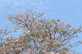 Blooming and buds of tabebuia Royalty Free Stock Photo