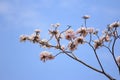 Blooming and buds of tabebuia Royalty Free Stock Photo