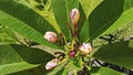 Blooming buds of white and red flowersn