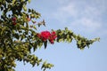 Blooming buggenivillia bush. Against the backdrop of the blue sky Royalty Free Stock Photo