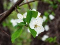 Blooming bunch of blossoms of apple tree Royalty Free Stock Photo