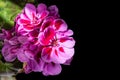 Blooming bunch of pink geranium flowers, isolated on black background. close up Royalty Free Stock Photo