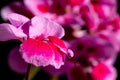 Blooming bunch of pink geranium flowers, isolated on black background. close up Royalty Free Stock Photo