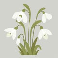 Blooming bunch snowdrops flowers with leaves. Gentle forest spring white flower common snowdrop. Vector illustration