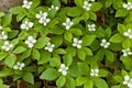 Blooming Bunchberry carpet Cornus canadensis Royalty Free Stock Photo