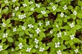 Blooming Bunchberry Cornus canadensis background