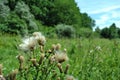 Blooming burdock against the background of green forest and grass Royalty Free Stock Photo