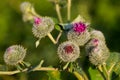 Blooming burdock Arctium lappa Royalty Free Stock Photo