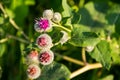 Blooming burdock Arctium lappa Royalty Free Stock Photo