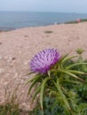 Blooming burdock on the background of the sea in spring in Israel close-up.