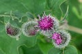 Blooming burdock buds and leaves