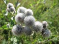 Blooming burdock buds and leaves on summer sunny day Royalty Free Stock Photo