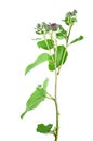 Blooming burdock herb Royalty Free Stock Photo