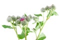 Blooming burdock herb