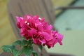 Blooming bureau of bugenville. The genus of evergreen plants of the nictagine family. Against the backdrop of the blue sky. Royalty Free Stock Photo