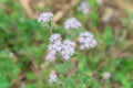 Blooming bush of Ageratum conyzoides cut lon flowers at springtime in Vietnam