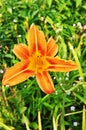 Blooming bush. Close-up of a flower on a blurred background of green grass.