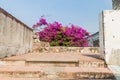 Blooming bush in the Convent of the Mercedarians Convento de La Merced in Antigua, Guatema Royalty Free Stock Photo