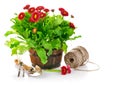 Blooming bush daisies in pot with garden tools