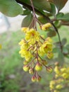 Blooming bush of Holly flowers Bunch of small yellow flowers. Spring blooming season