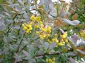 Blooming bush of Holly flowers Bunch of small yellow flowers. Spring blooming season