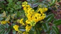 Blooming bush of Holly flowers after rain