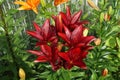 A blooming bush of Hybrid burgundy lily Dark secret grows in an ornamental garden on a sunny summer day Royalty Free Stock Photo