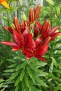 A blooming bush of Hybrid burgundy lily Dark secret grows in an ornamental garden on a sunny summer day. Vertical shot Royalty Free Stock Photo