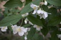 Blooming bush of jasmine. Macro shot. Royalty Free Stock Photo