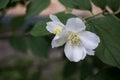 Blooming bush of jasmine. Macro shot. Royalty Free Stock Photo