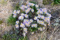 Blooming bush of lilac alpine aster - Baikal chamomile Royalty Free Stock Photo