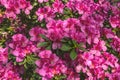 Blooming bush of magenta azalea flowers in sunlight. Floral spring pink background Royalty Free Stock Photo