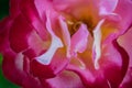 Blooming bush of paeonia officinalis. flowers close-up Royalty Free Stock Photo