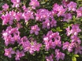 Blooming bush of pink azalea flowers in sunlight. Floral spring pink background Royalty Free Stock Photo