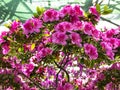 Blooming bush of pink azalea flowers in sunlight. Floral spring pink background Royalty Free Stock Photo