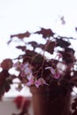 Blooming bush of pink begonia. Beautiful houseplant with delicate flowering