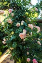 Blooming bush of pink climbing rose Cesar Royalty Free Stock Photo