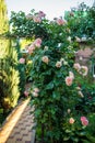 Blooming bush of pink climbing rose Cesar