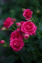 Blooming bush of pink garden roses closeup photo in summertime Royalty Free Stock Photo