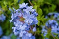 Blooming bush plumbago auriculata with pale blue flowers Royalty Free Stock Photo