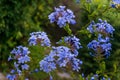 Blooming bush plumbago auriculata with pale blue flowers Royalty Free Stock Photo